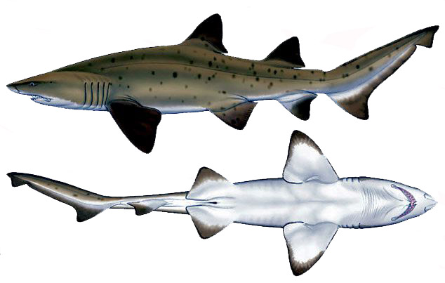 Carcharias taurus _001.jpg